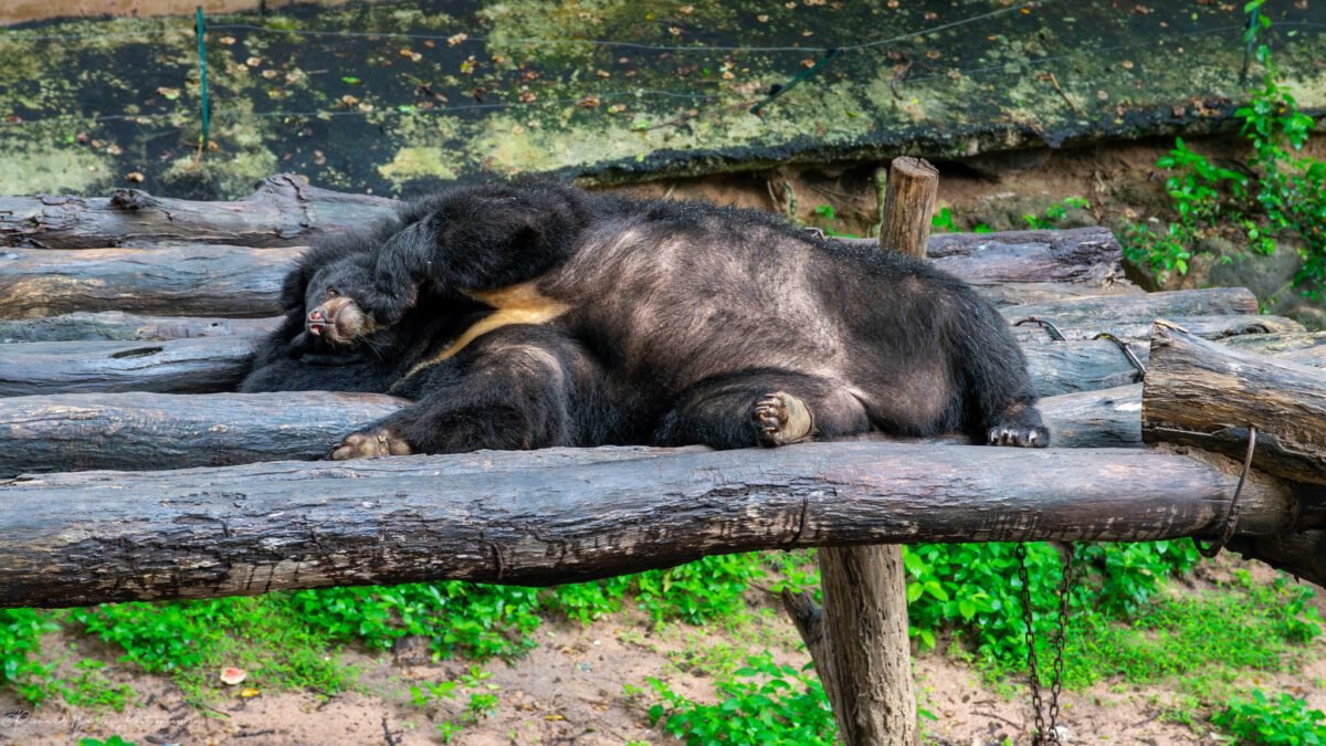 Станция разведения диких животных Банг Ламунг (Bang Lamung Wildlife Breeding Station)