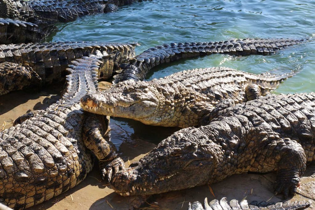 Парк миллионолетних камней и крокодиловая ферма (The Million Years Stone Park & Pattaya Crocodile Farm)