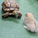 Большая шпороносная черепаха и щенок в экзотическом кафе, Паттайя