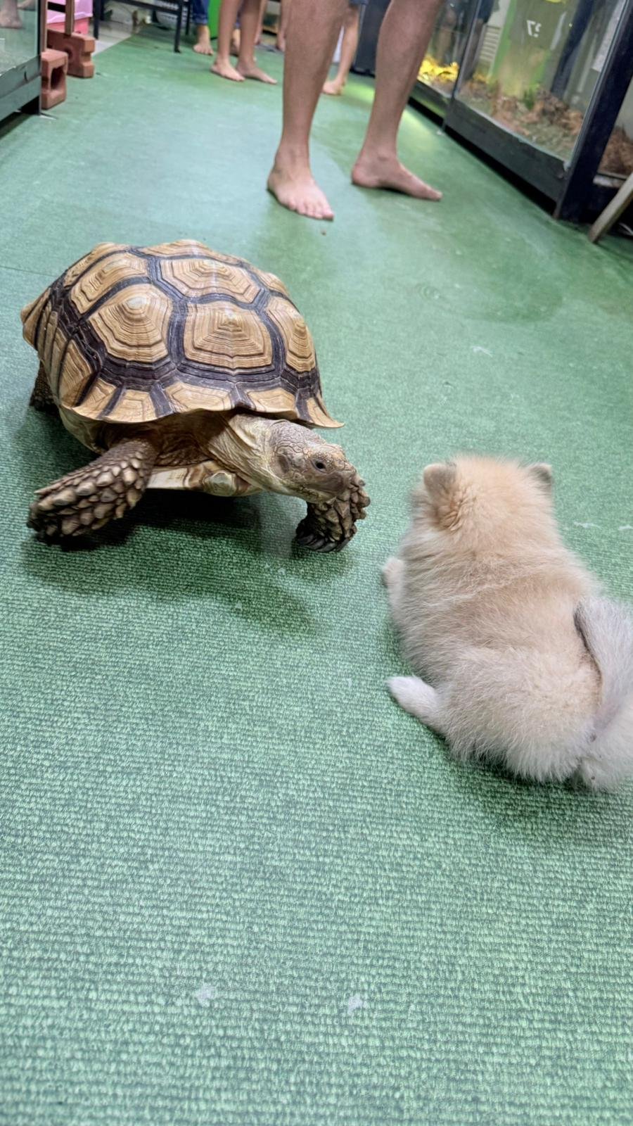 Динопарк (Dinopark Petting Zoo Pattaya) 