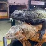 Две экзотические игуаны на туристической улице города Паттайя