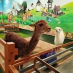 Коричневая и белая альпаки в вольере контактного зоопарка в Паттайе